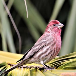 House Finch