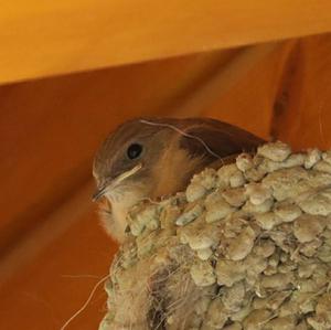 Eurasian Crag-martin