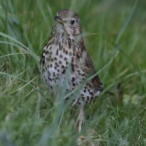 Song Thrush