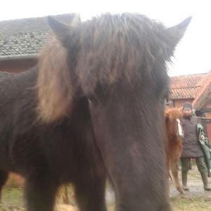 Icelandic Horse