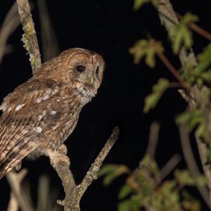 Tawny Owl