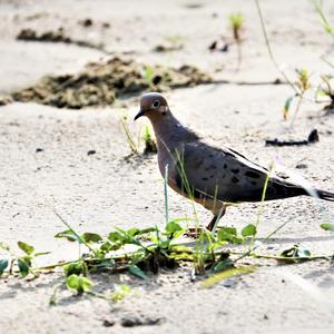 Mourning Dove