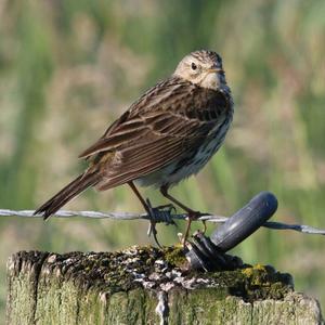 Meadow Pipit