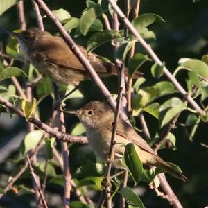 Eurasian Reed-warbler