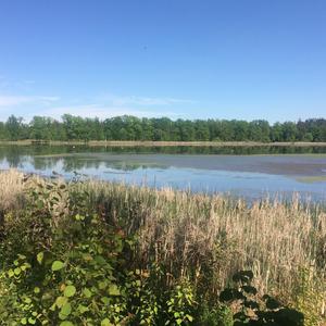 Garganey