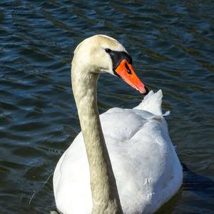 Mute Swan