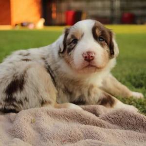 Australian Shepherd