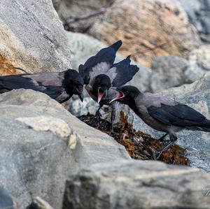 Hooded Crow