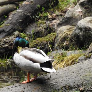 Mallard