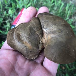 Unknown Species