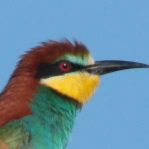 European Bee-eater