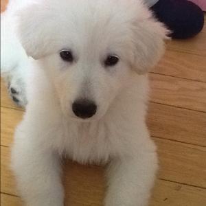 Berger Blanc Suisse