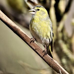 Eurasian Siskin