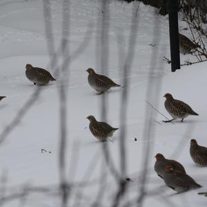 Grey Partridge