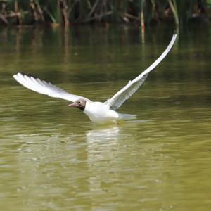 Black-headed Gull