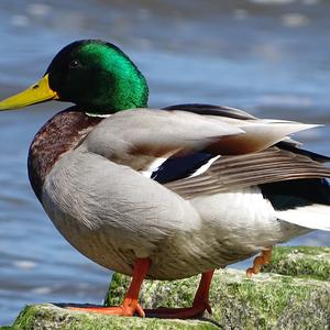 Mallard