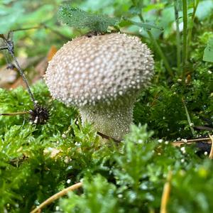 Gem-studded Puffball