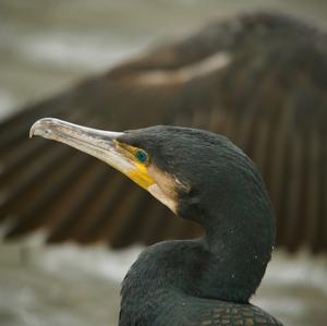 Great Cormorant