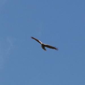 Western Marsh-harrier