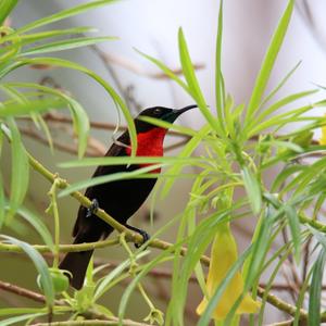 Scarlet-chested Sunbird