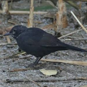 Eurasian Blackbird