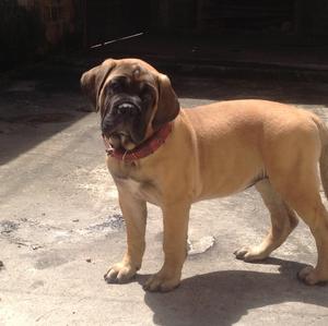 Bullmastiff