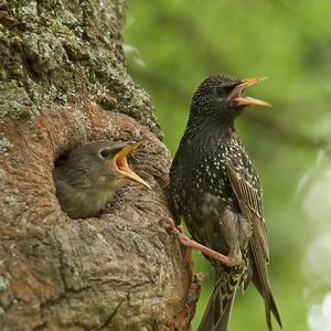 Common Starling