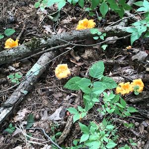 Chanterelle, Common