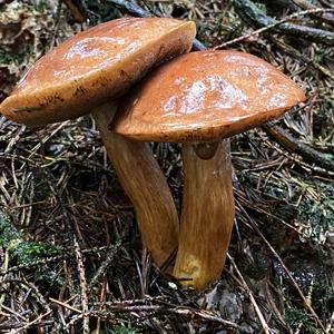 King Bolete