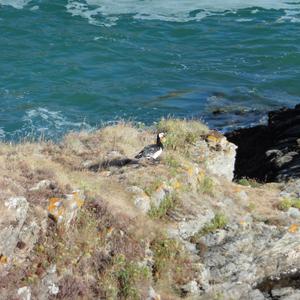 Barnacle Goose