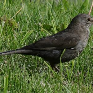 Eurasian Blackbird