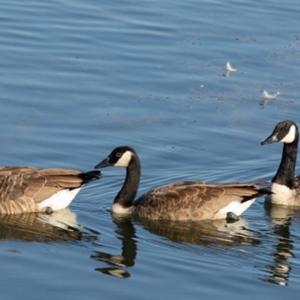 Canada Goose