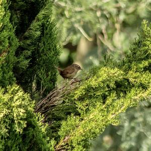 Winter Wren