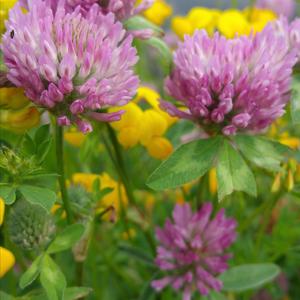 Clover (Common)