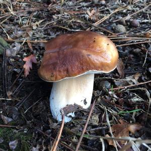 King Bolete