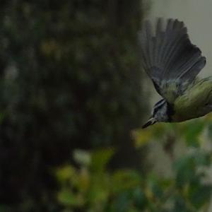 Blue Tit