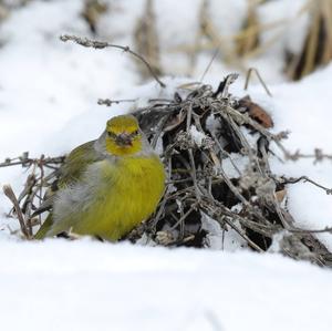 Alpine Citril Finch