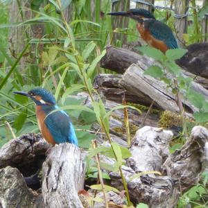 Common Kingfisher