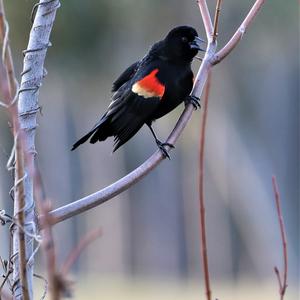 Red-winged Blackbird