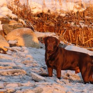 Retriever (Labrador)