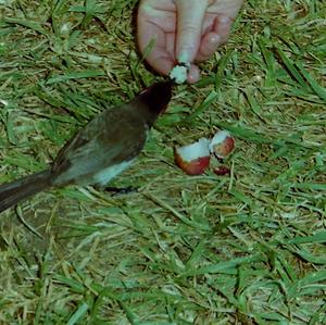 Red-whiskered Bulbul