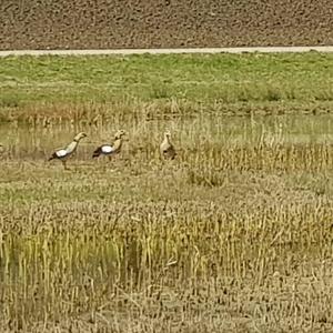 Egyptian Goose