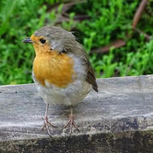 European Robin