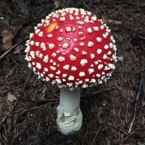 Fly Agaric