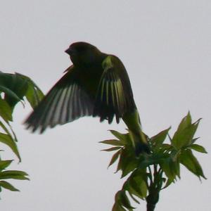 European Greenfinch