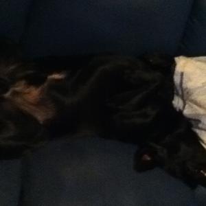Unknown Breed