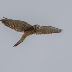 Common Kestrel