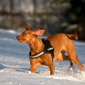 Vizsla