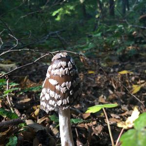 Magpie Ink-cap