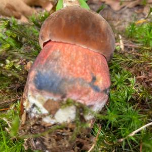 Dotted-stem Bolete